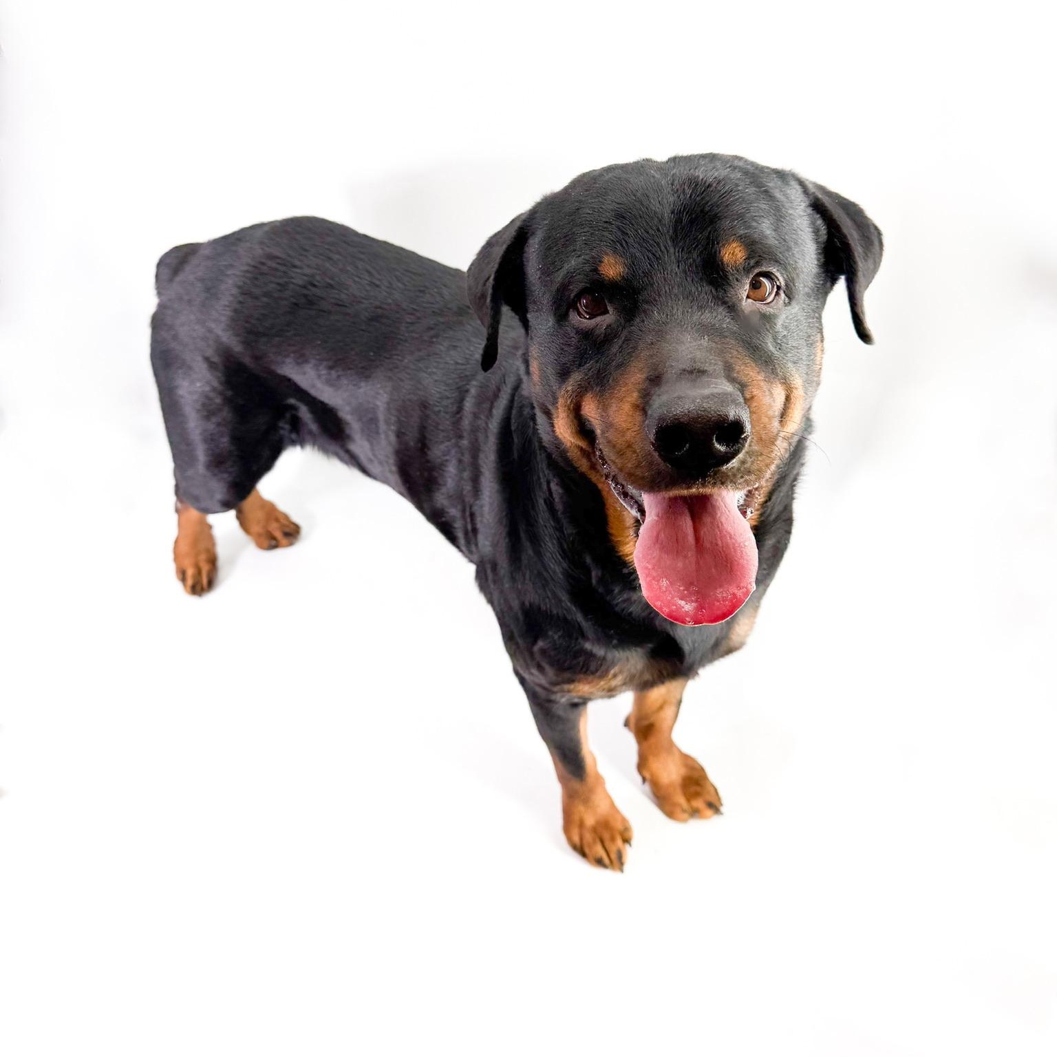 Enlarge Carl, a ADOPTABLE Rottweiler in Scottsdale, AZ image 4/4