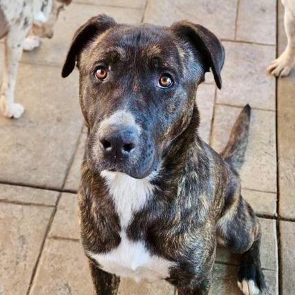 Bruce, Adoptable, Adult Male Catahoula Leopard Dog & Mixed Breed.