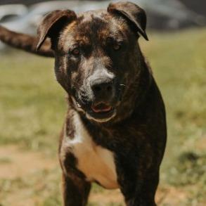 Bruce, Adoptable, Adult Male Catahoula Leopard Dog & Mixed Breed.
