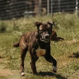 Enlarge Bruce, a Adoptable mixed breed in Salem, OR image 2/2