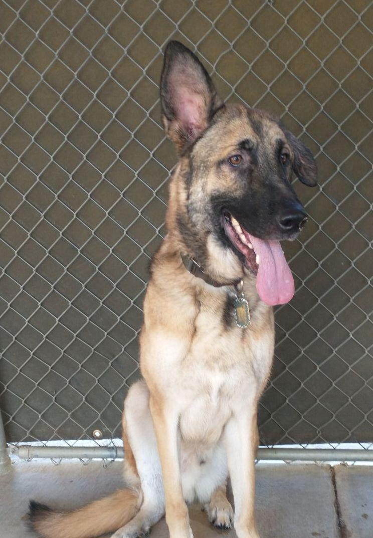 Enlarge Maverick, a Adoptable Shepherd in Mentone, CA image 1/1
