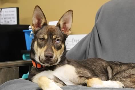 Autumn, a Adoptable mixed breed in Pierre, SD image 1/4