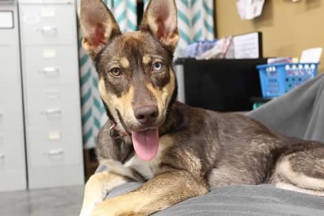 Autumn, a Adoptable mixed breed in Pierre, SD image 2/4