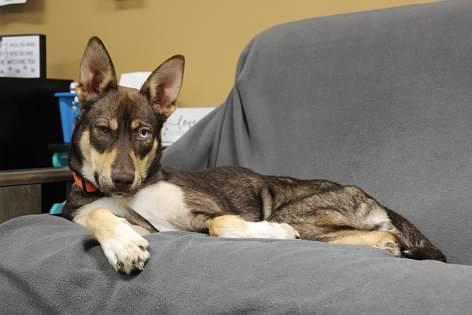 Autumn, a Adoptable mixed breed in Pierre, SD image 3/4