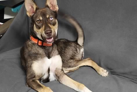 Autumn, a Adoptable mixed breed in Pierre, SD image 4/4