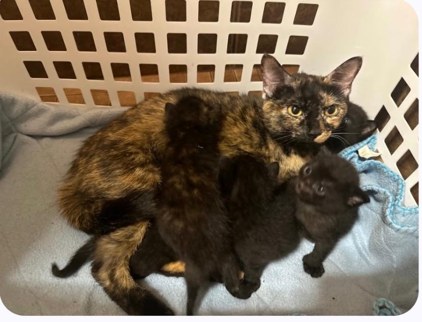 Teddy, Adopted, Young Female Domestic Short Hair.