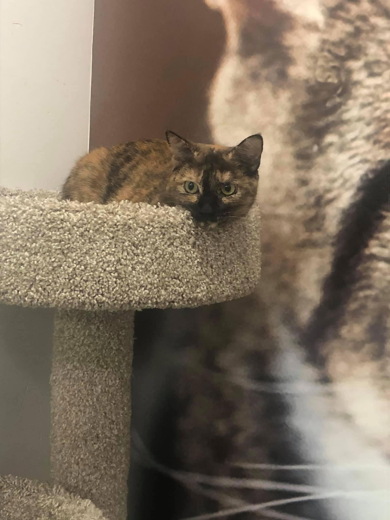 Enlarge Auburn, a Adoptable mixed breed in Los Alamitos, CA image 1/6