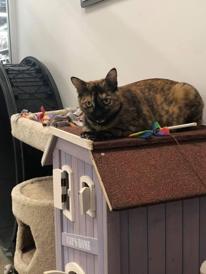 Enlarge Auburn, a Adoptable mixed breed in Los Alamitos, CA image 2/6