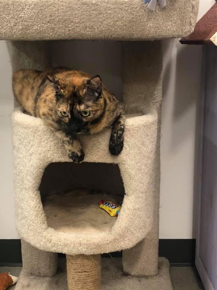 Enlarge Auburn, a Adoptable mixed breed in Los Alamitos, CA image 3/6