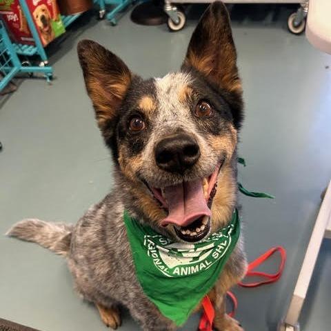 Enlarge CHASE, a Adoptable mixed breed in Kyle, TX image 1/6