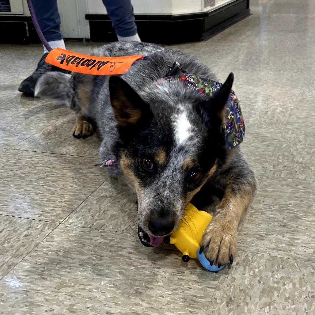 Enlarge CHASE, a Adoptable mixed breed in Kyle, TX image 2/6