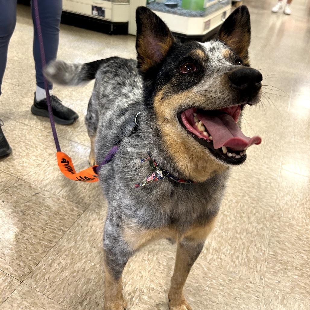 Enlarge CHASE, a Adoptable mixed breed in Kyle, TX image 3/6