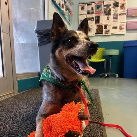 Enlarge CHASE, a Adoptable mixed breed in Kyle, TX image 4/6