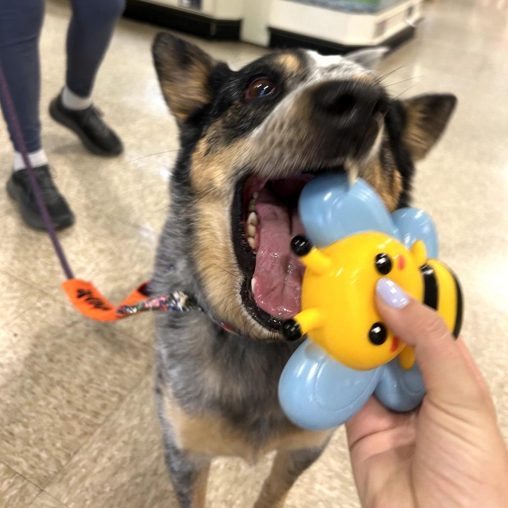 Enlarge CHASE, a Adoptable mixed breed in Kyle, TX image 5/6