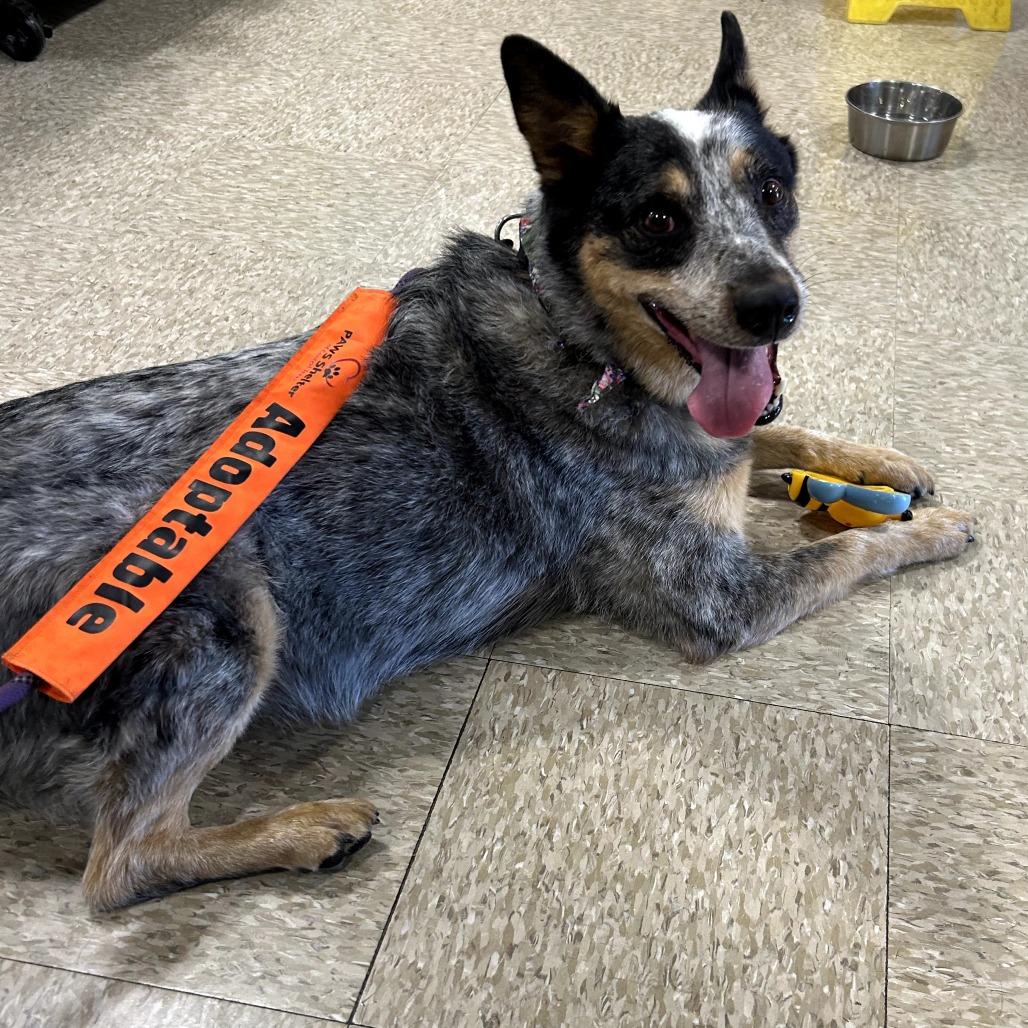 Enlarge CHASE, a Adoptable mixed breed in Kyle, TX image 6/6