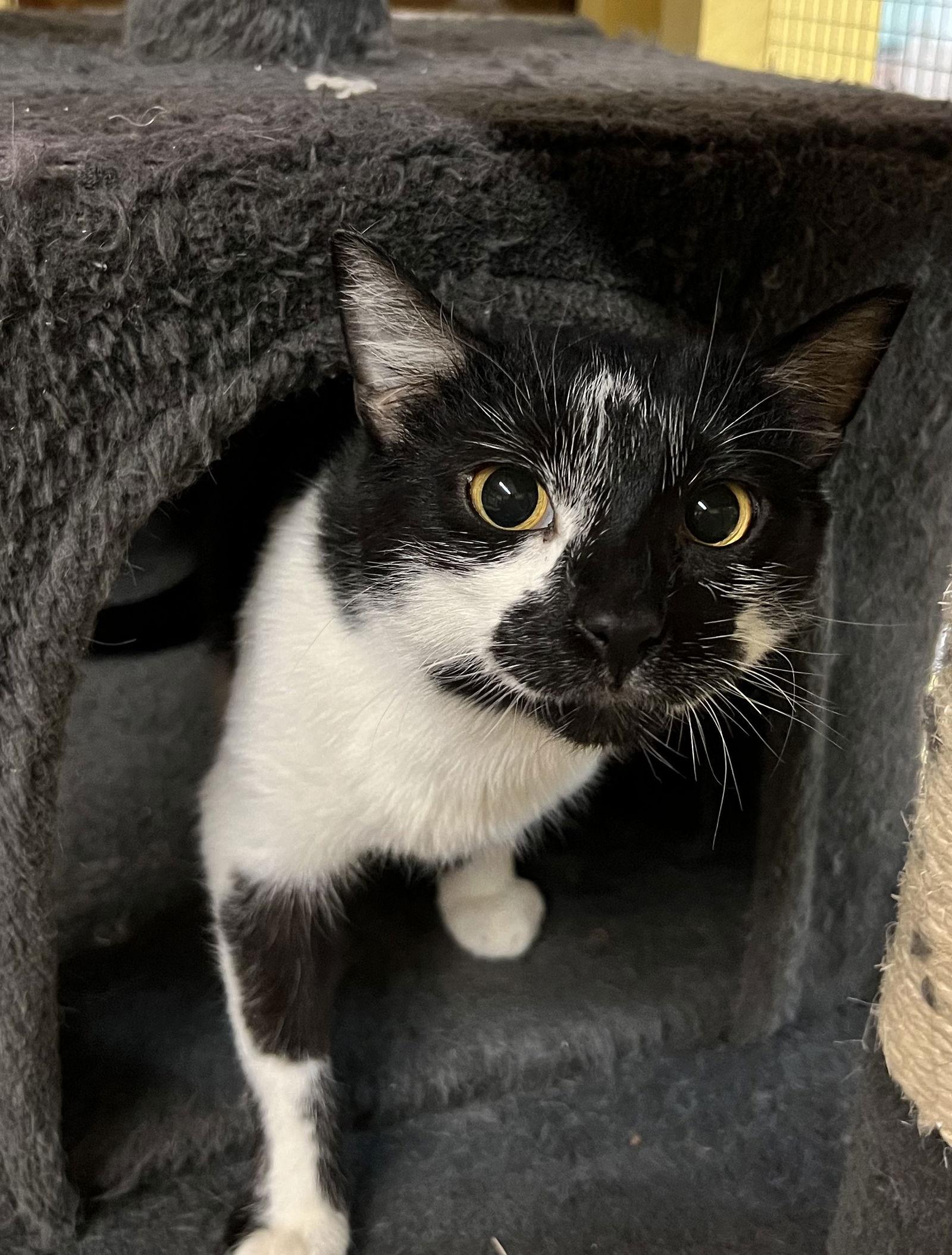 Enlarge Bubbles, a Adoptable Domestic Short Hair in Blasdell, NY image 1/2