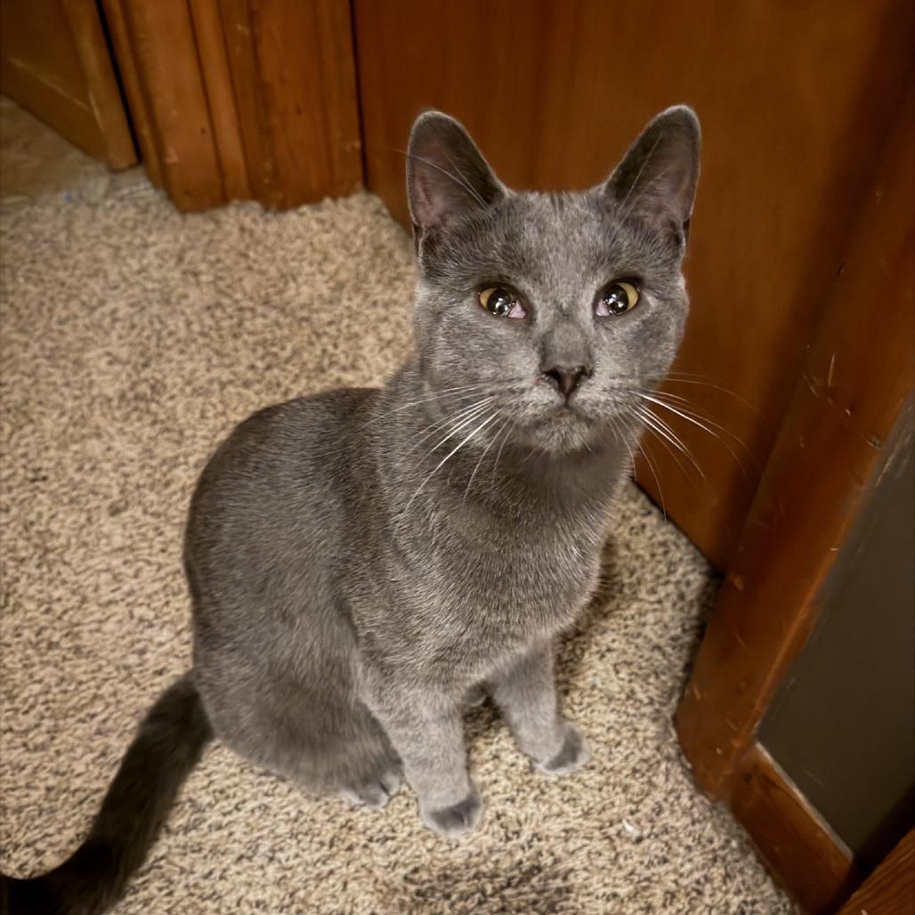 Enlarge Justin, a Adoptable Domestic Short Hair in Albert Lea, MN image 1/1