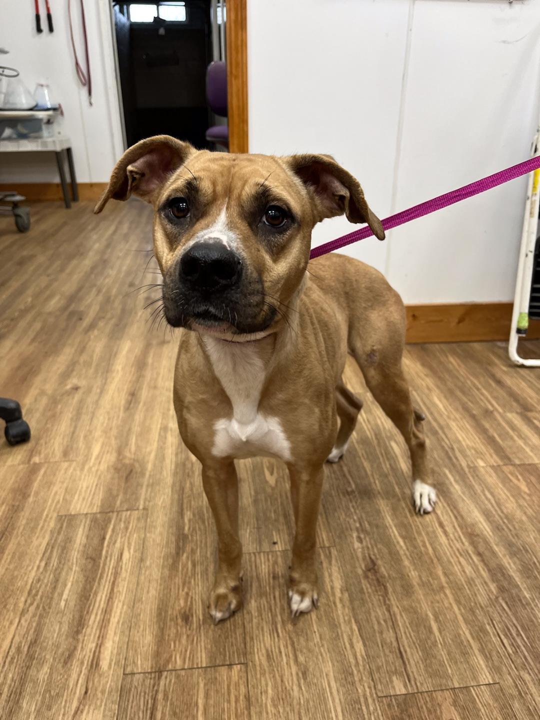 Enlarge Aria, a Adoptable mixed breed in Clinton, MO image 1/1