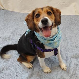 Lucas, Adult Male Beagle