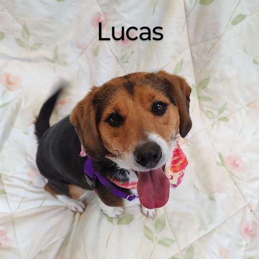 Lucas photo 3