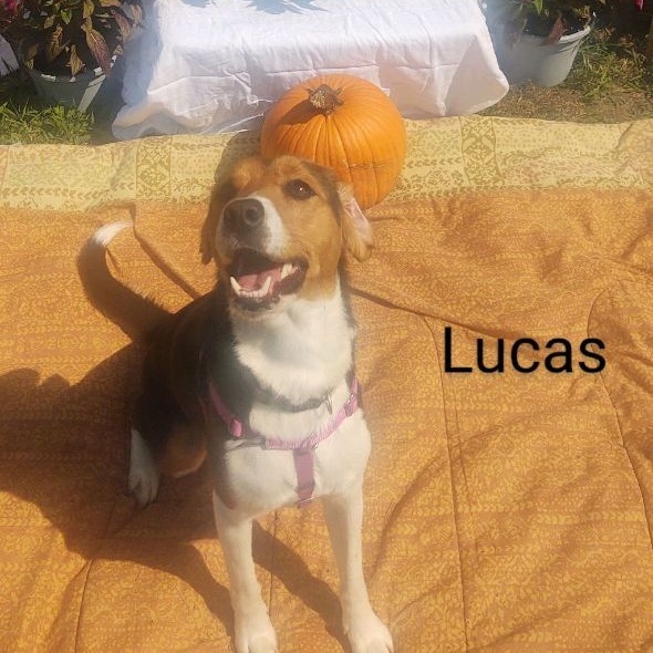 Lucas photo 5