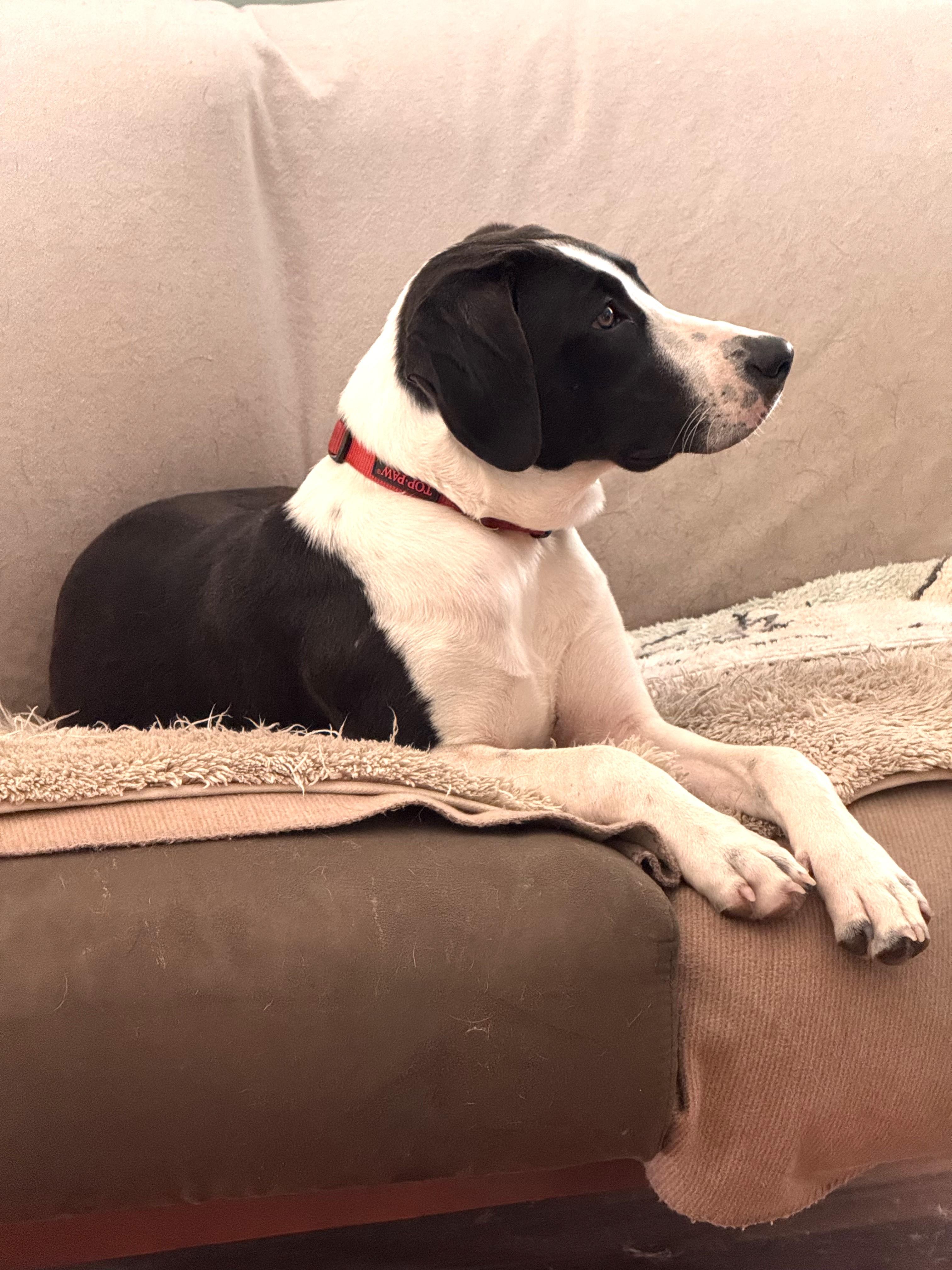 Scarlet, Adoptable, Young Female Mixed Breed.