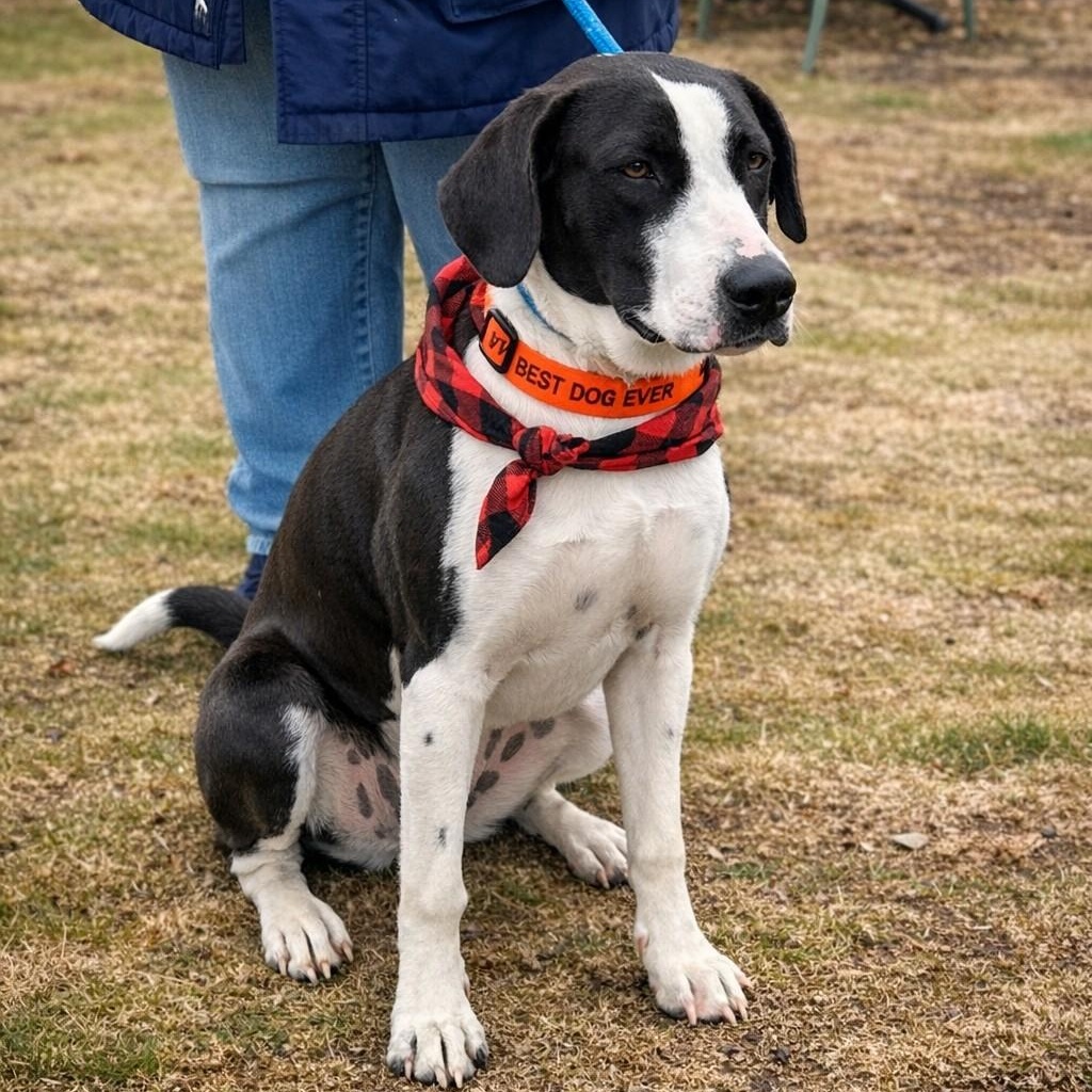 Scarlet, Adoptable, Young Female Mixed Breed.