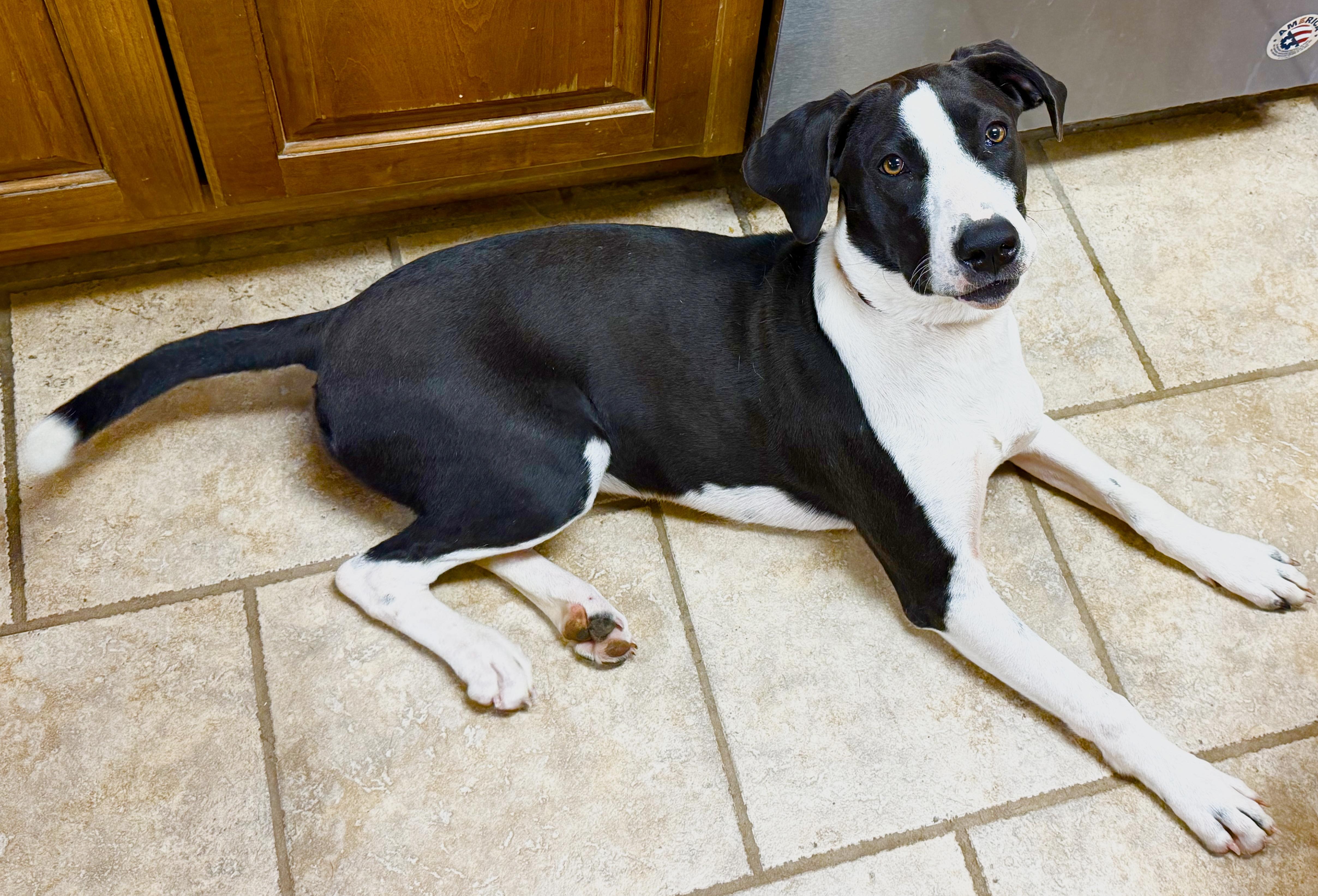 Scarlet, a Adoptable mixed breed in Little Rock, AR image 2/6