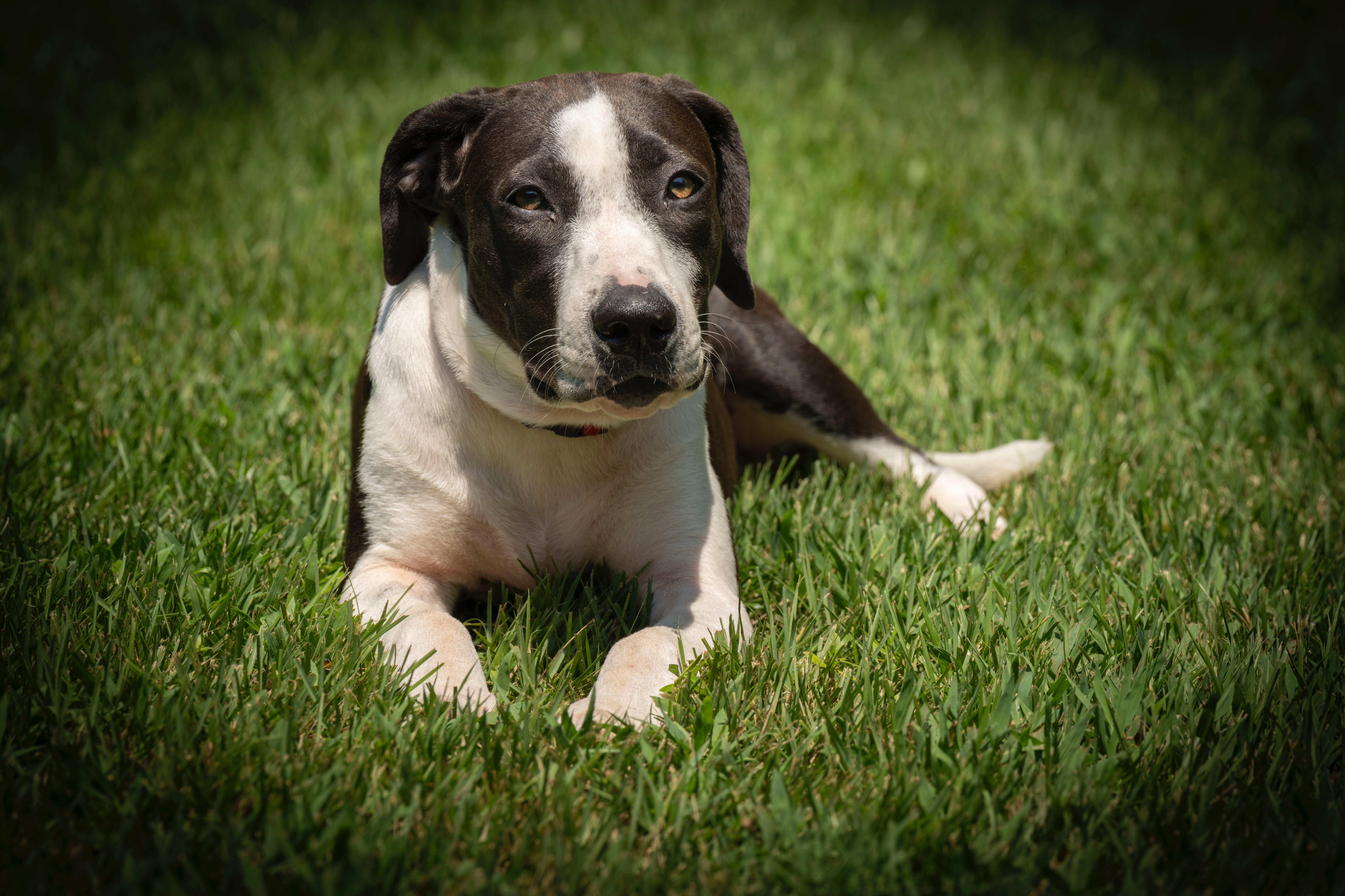 Scarlet, a Adoptable mixed breed in Little Rock, AR image 3/6
