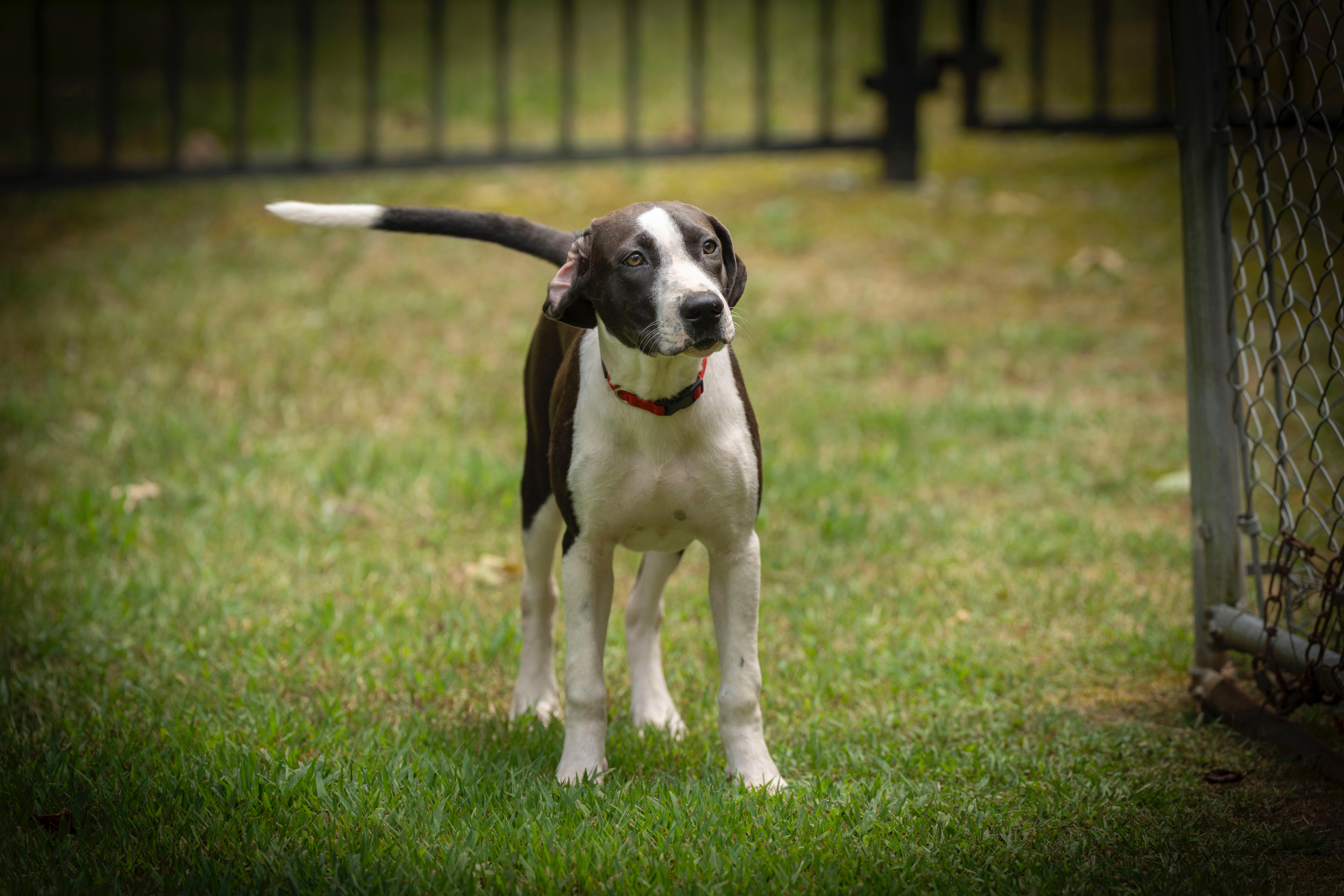 Scarlet, a Adoptable mixed breed in Little Rock, AR image 5/6