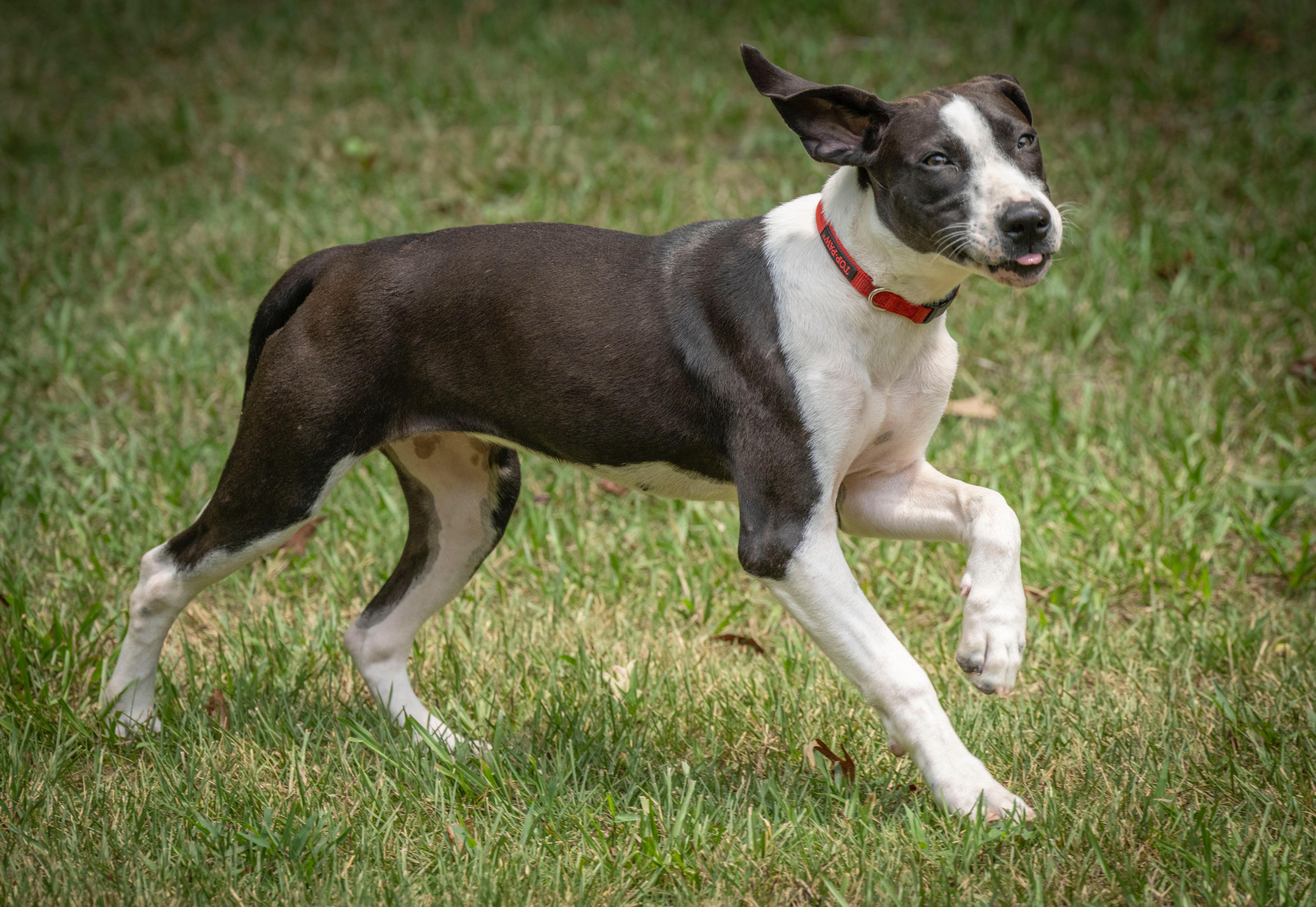Scarlet, a Adoptable mixed breed in Little Rock, AR image 4/6