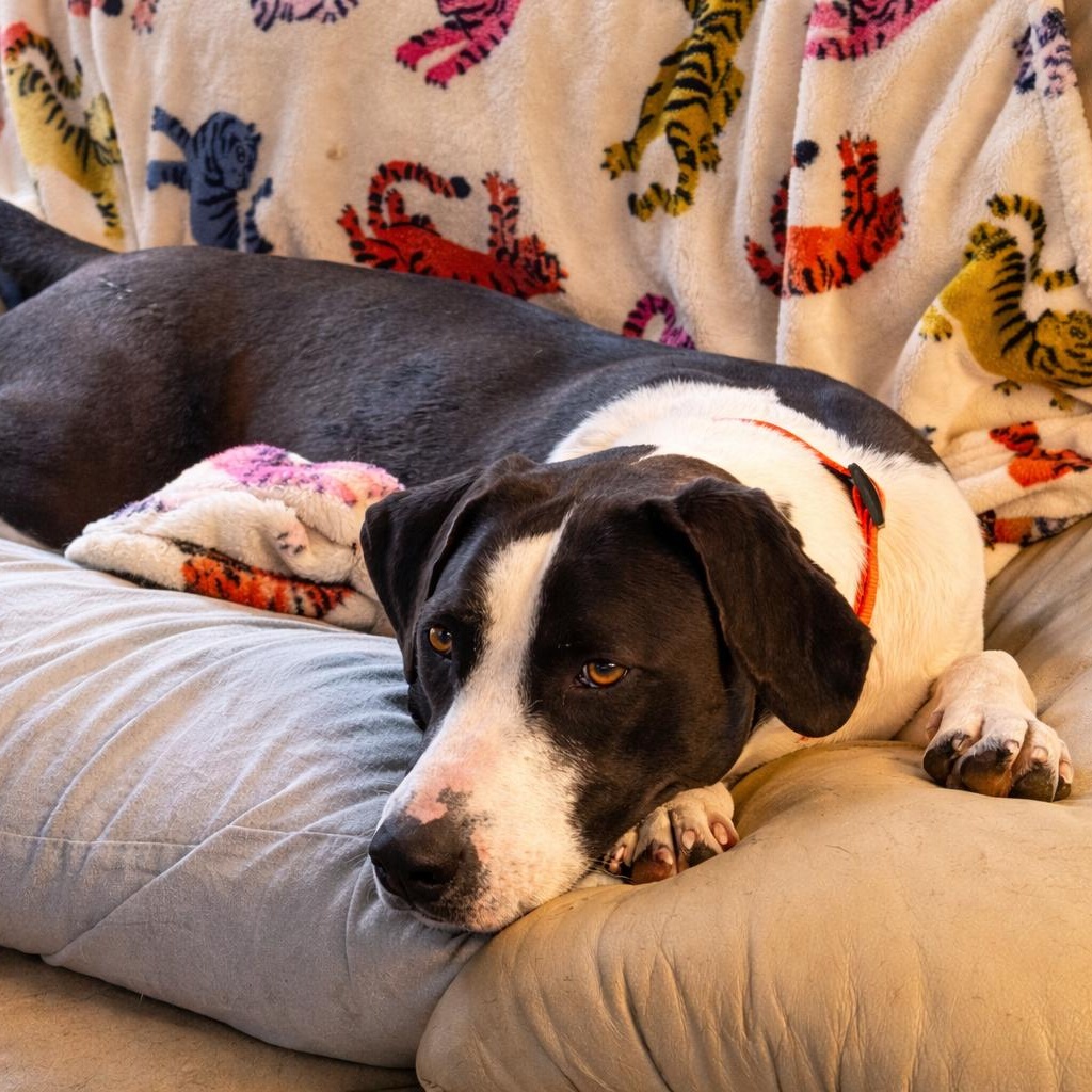 Enlarge Scarlet, a Adoptable mixed breed in Little Rock, AR image 5/5