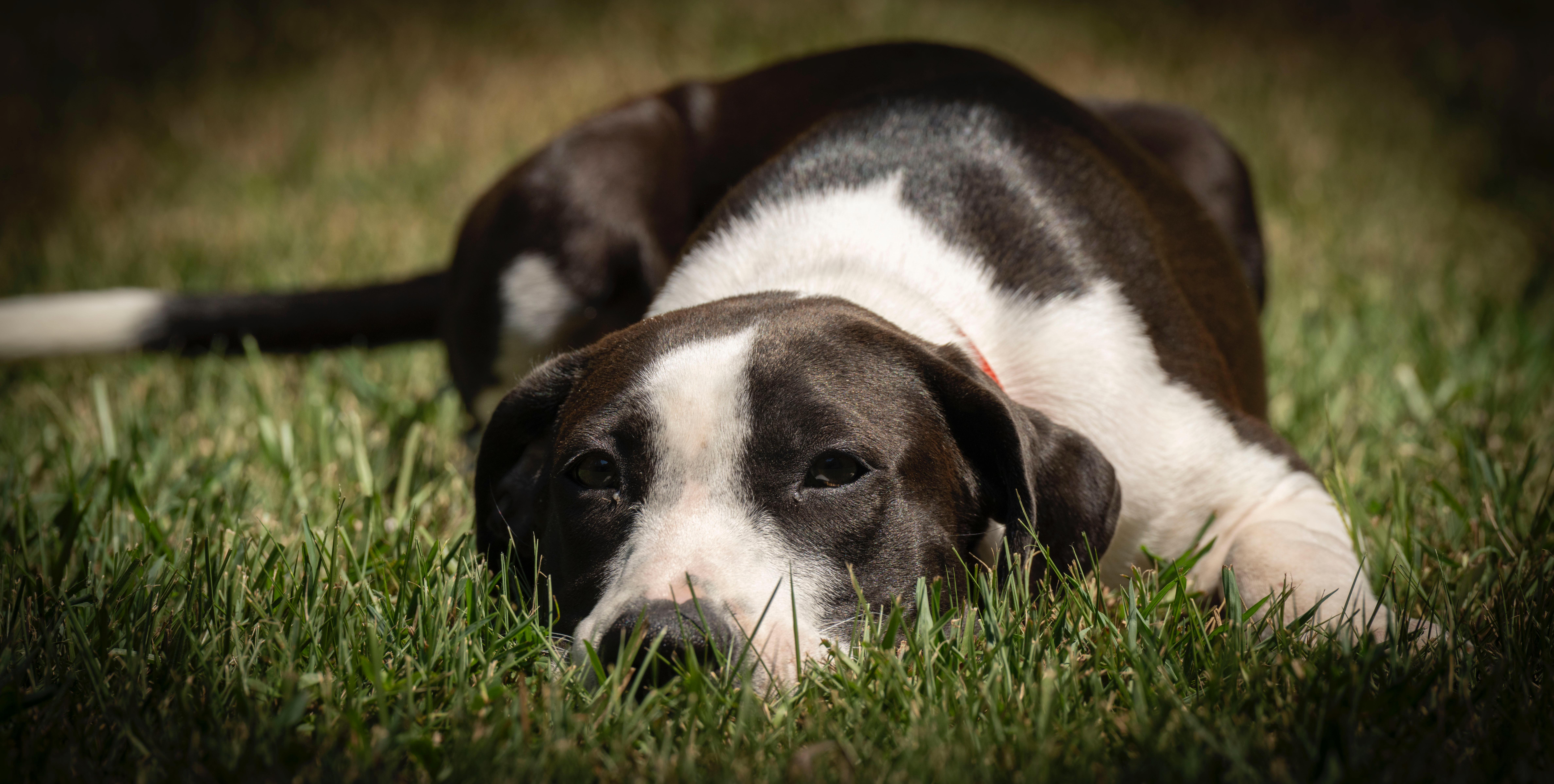 Scarlet, a Adoptable mixed breed in Little Rock, AR image 6/6