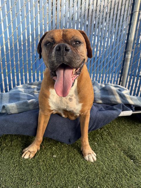 MRS PEARL, Adoptable, Adult Female Boxer.