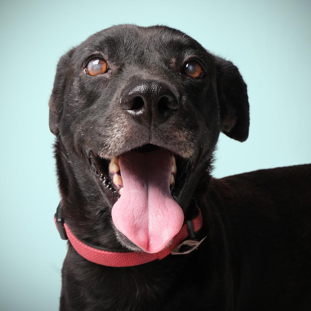 Jonas, Adoptable, Senior Male Mixed Breed.