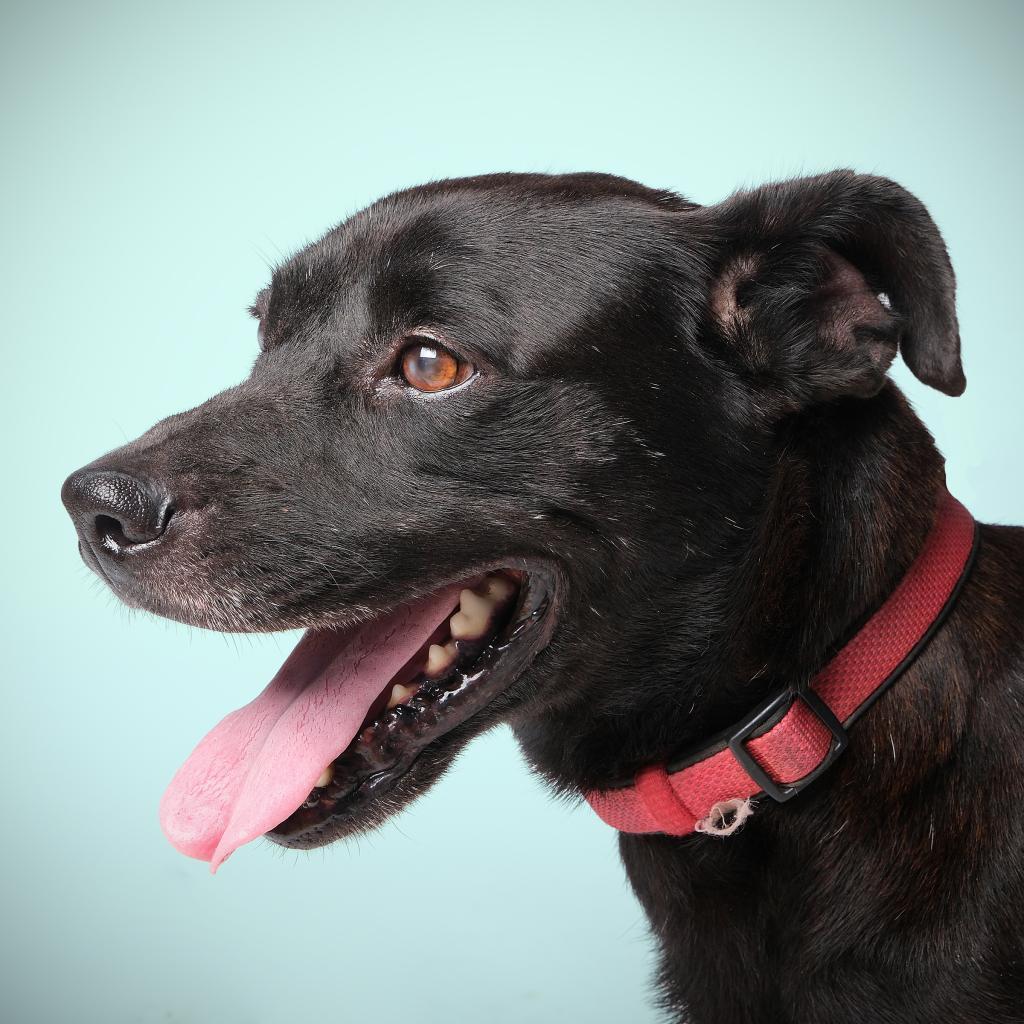 Jonas, a Adoptable Mixed Breed in Guaynabo, PR image 2/5