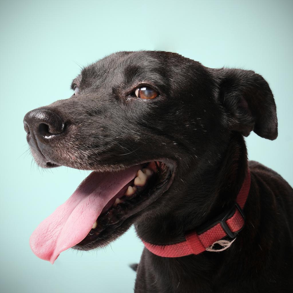 Jonas, a Adoptable Mixed Breed in Guaynabo, PR image 3/5