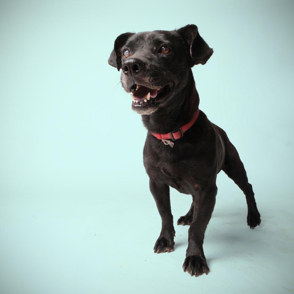 Jonas, a Adoptable Mixed Breed in Guaynabo, PR image 4/5