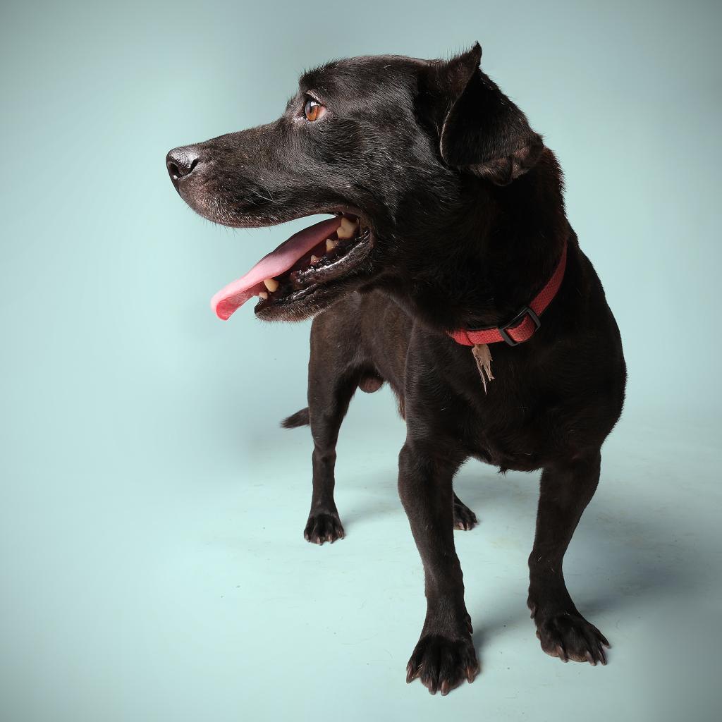 Jonas, a Adoptable Mixed Breed in Guaynabo, PR image 5/5