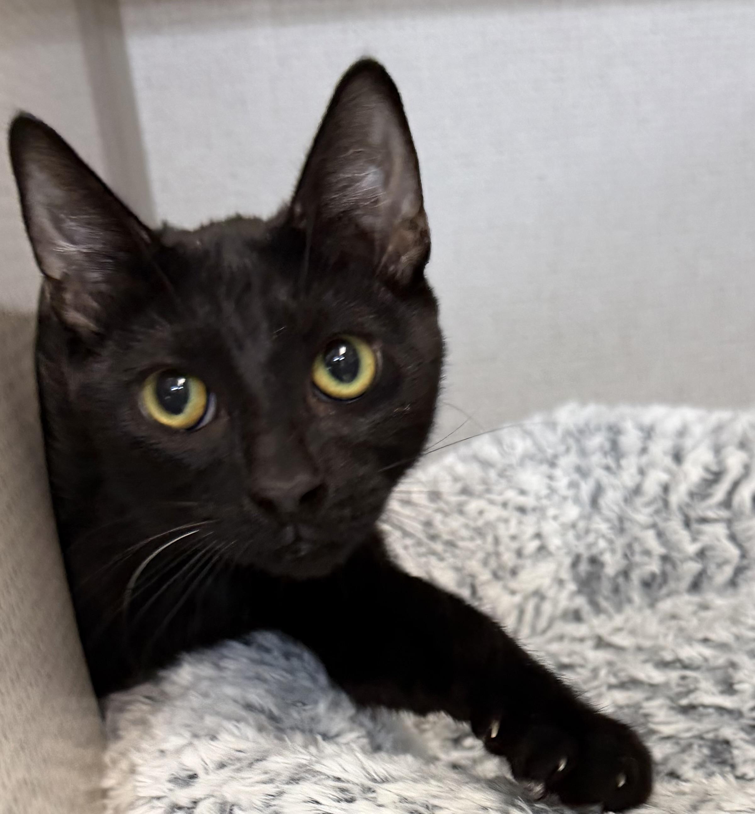 Zion, adopted, Kitten Male Domestic Short Hair.