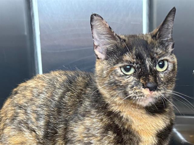 TEELA, Adoptable, Young Female Domestic Short Hair.