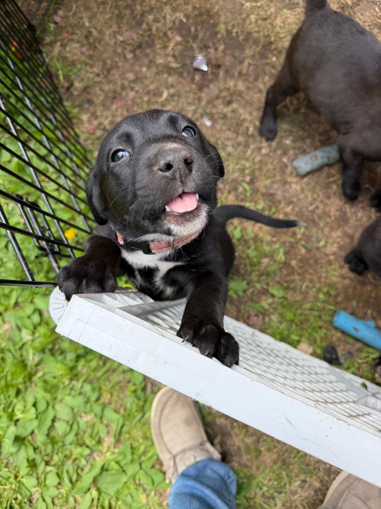 Enlarge Lacey, a Adopted mixed breed in Virginia, MN image 1/1