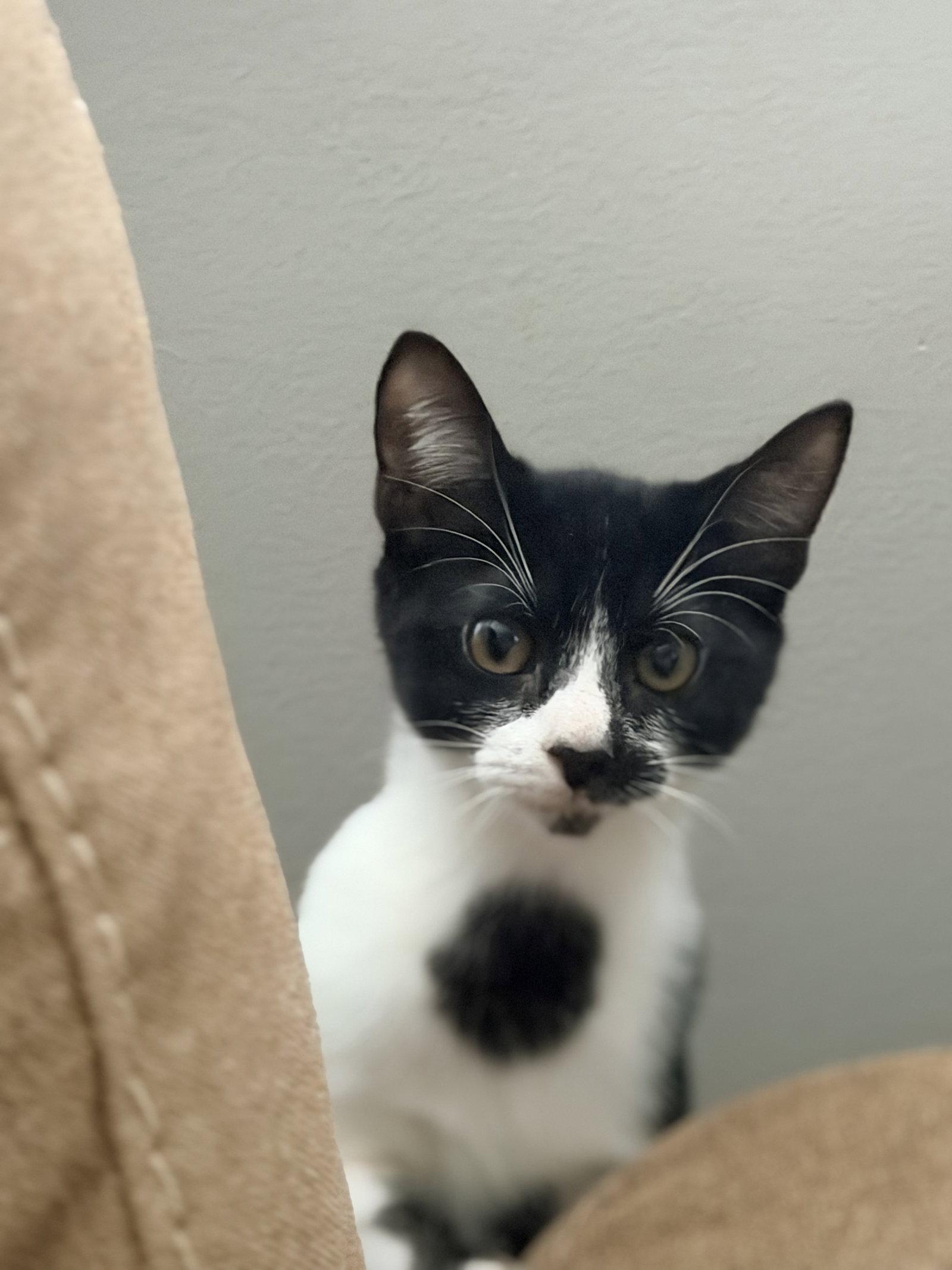 Marley, Adoptable, Young Female Domestic Short Hair.
