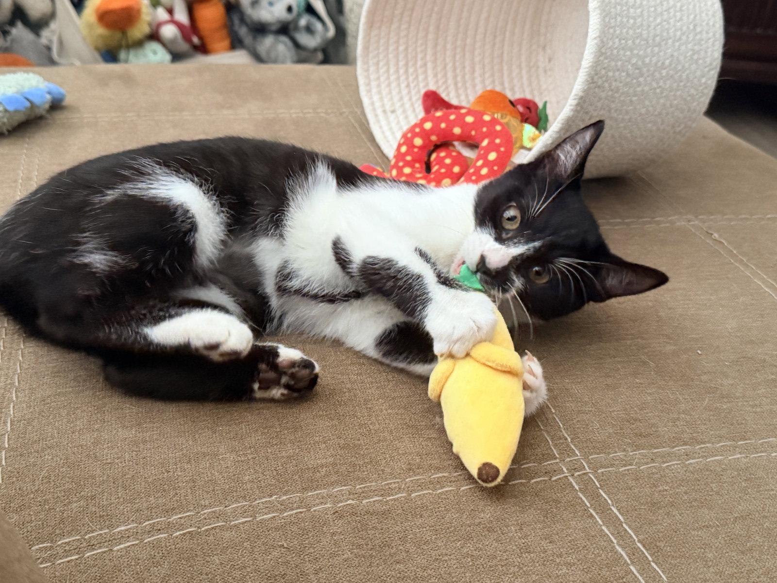 Enlarge Marley, a Adoptable Domestic Short Hair in Columbus, OH image 2/3