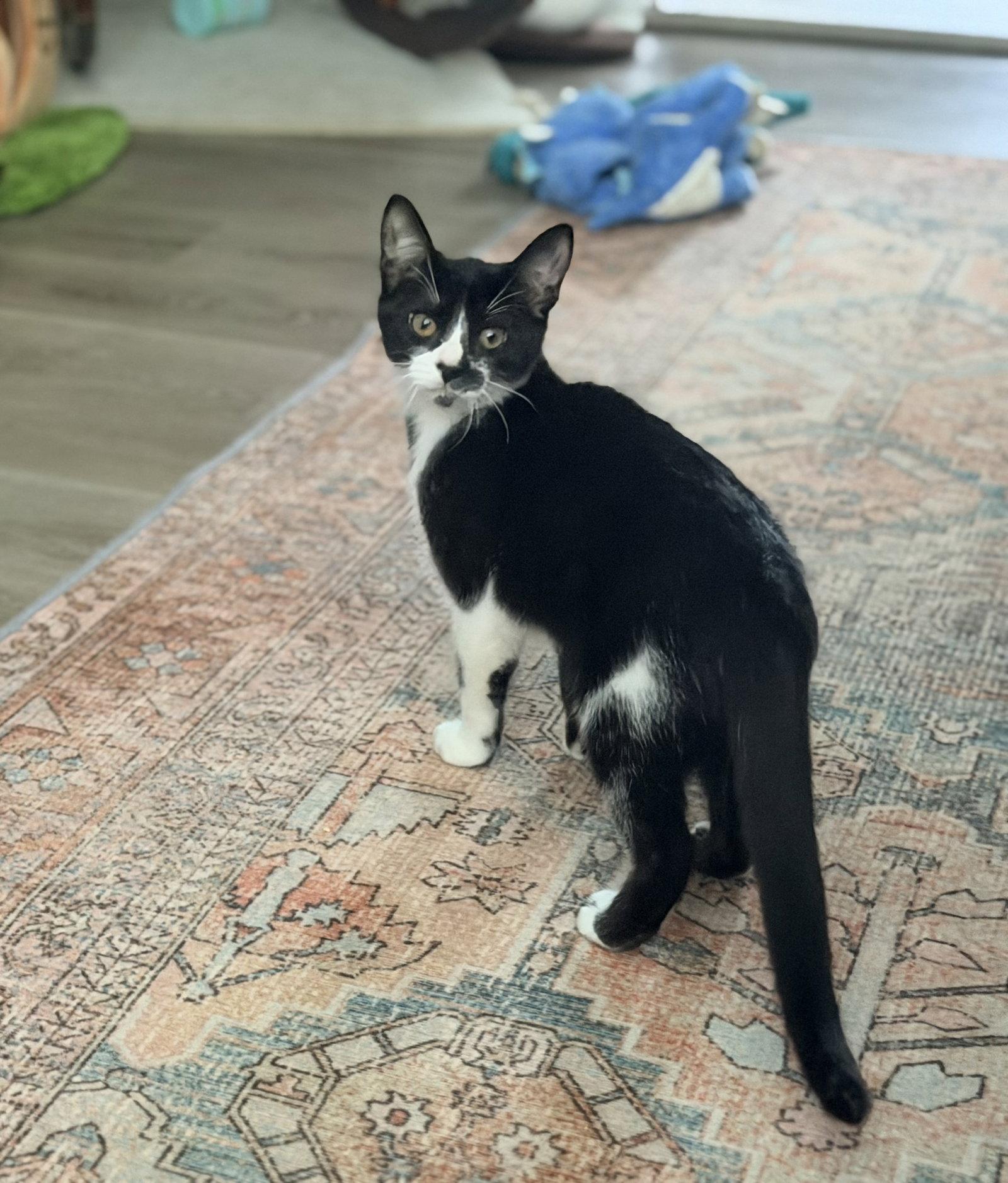 Enlarge Marley, a Adoptable Domestic Short Hair in Columbus, OH image 3/3