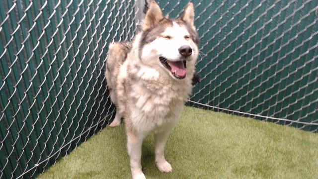 SHILO, Adoptable, Young Male Siberian Husky & Mixed Breed.