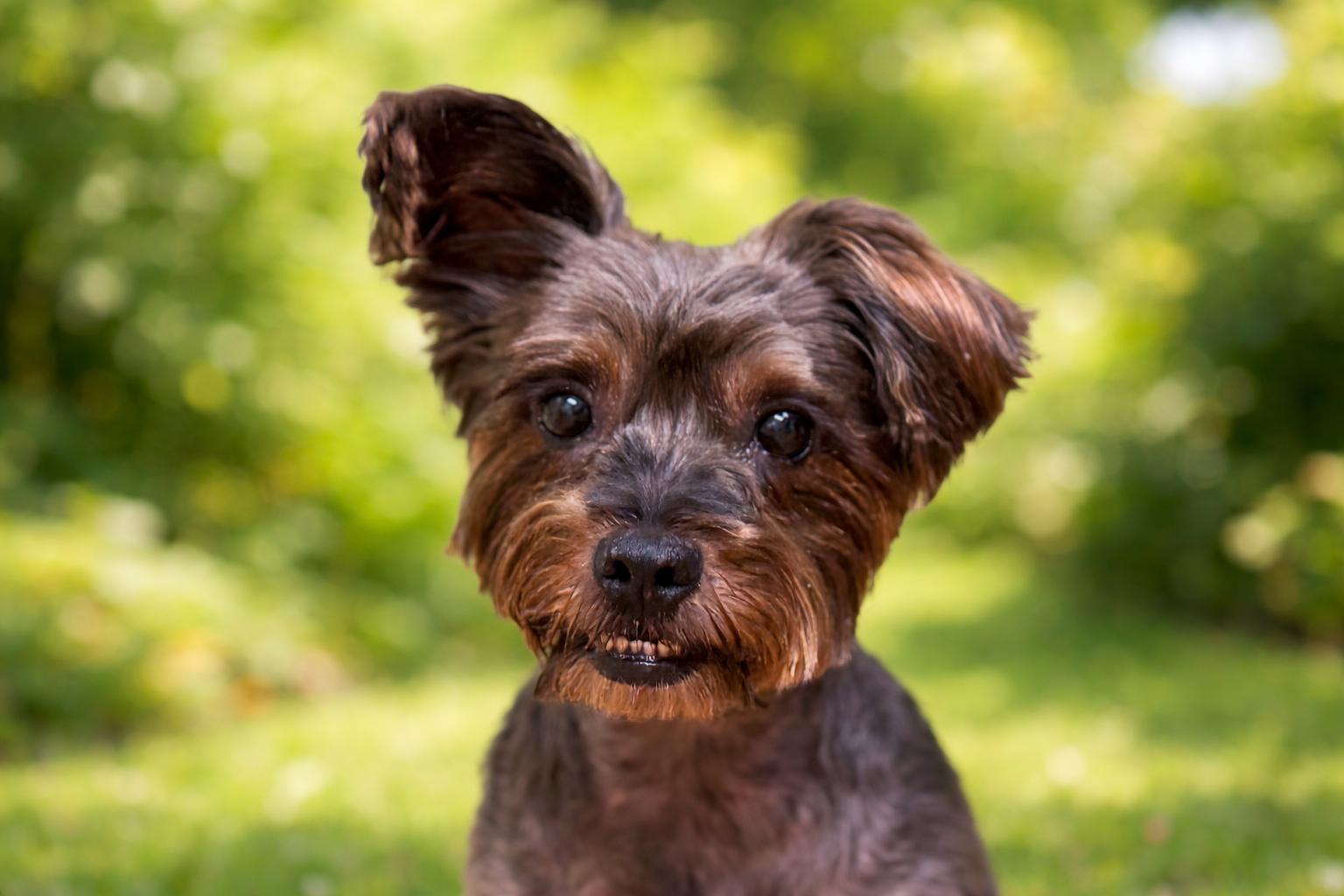 Enlarge Valkyrie (loves dogs, cats & kids), an adopted mixed breed in Waterbury, CT image 1/6