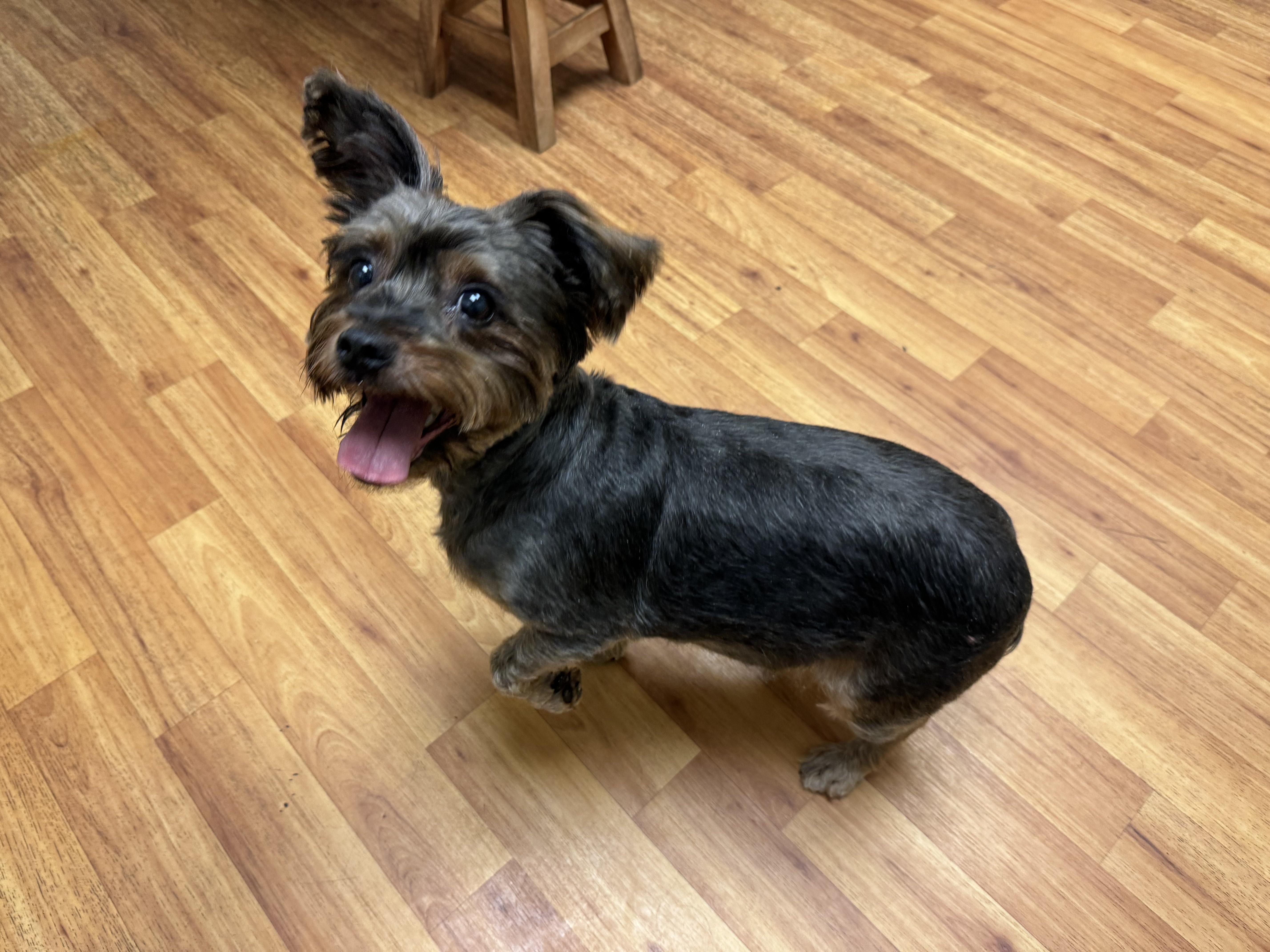 Enlarge Valkyrie (loves dogs, cats & kids), an adopted mixed breed in Waterbury, CT image 4/6