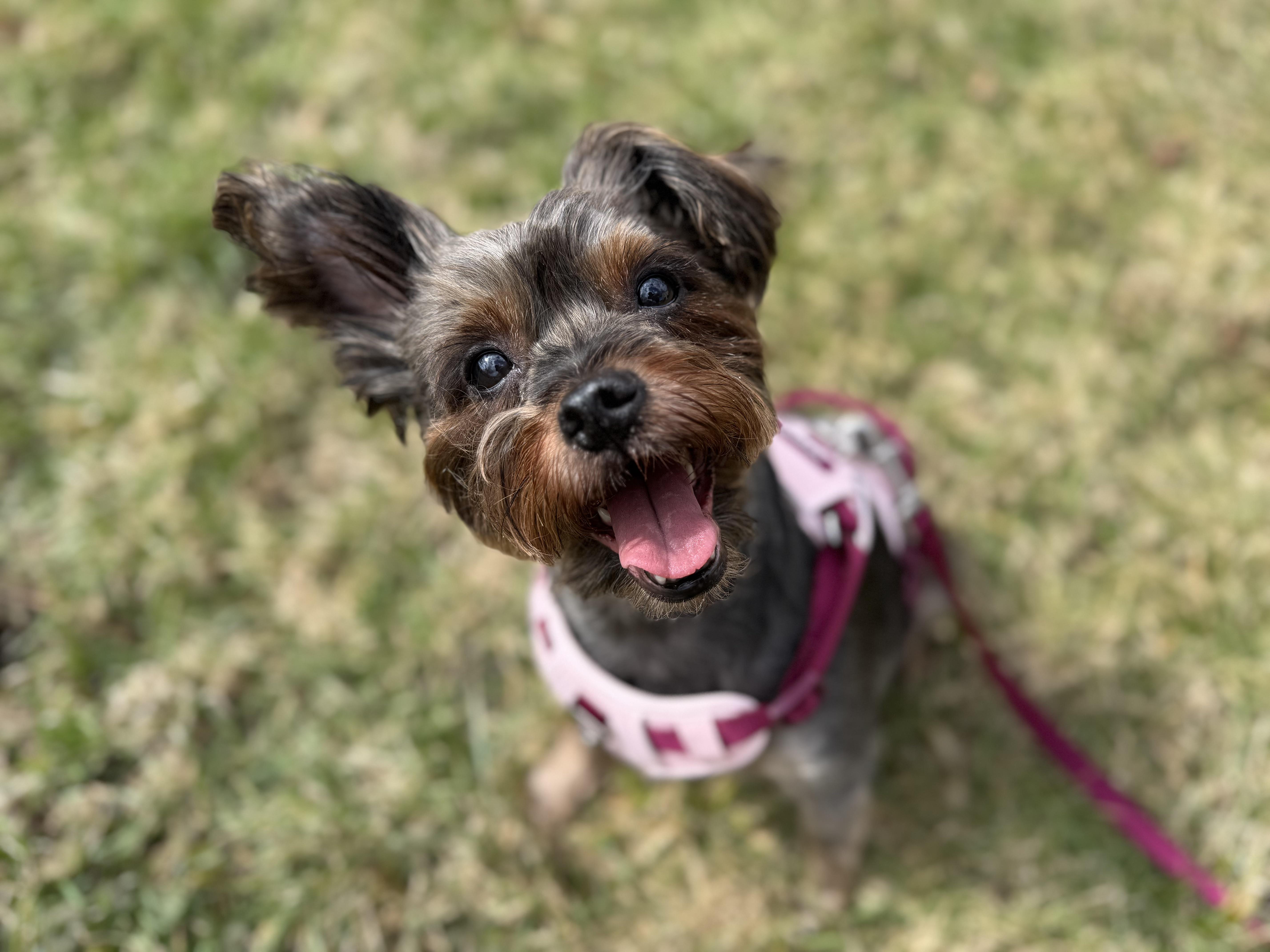 Enlarge Valkyrie (loves dogs, cats & kids), an adopted mixed breed in Waterbury, CT image 2/6