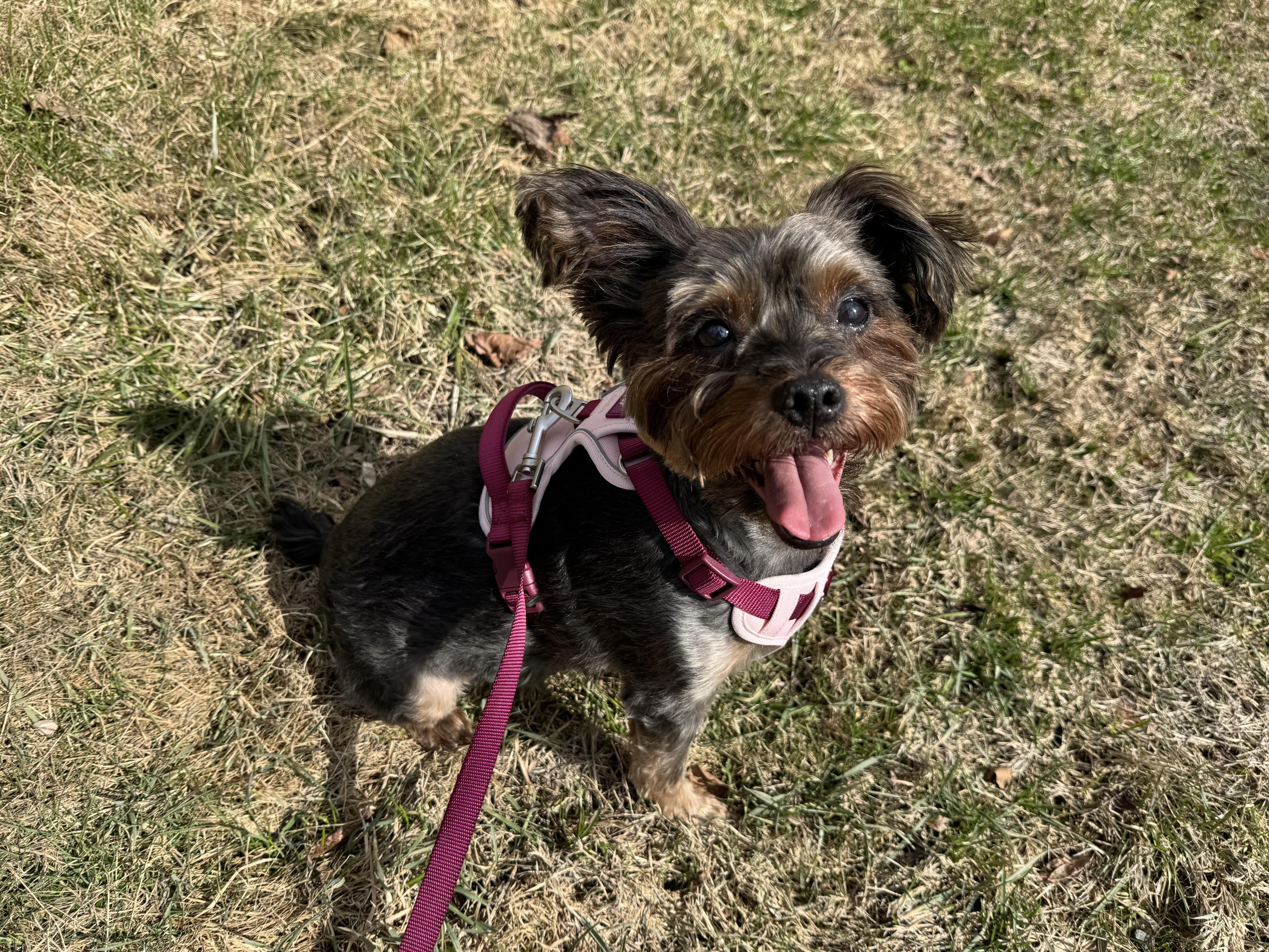 Enlarge Valkyrie (loves dogs, cats & kids), an adopted mixed breed in Waterbury, CT image 6/6